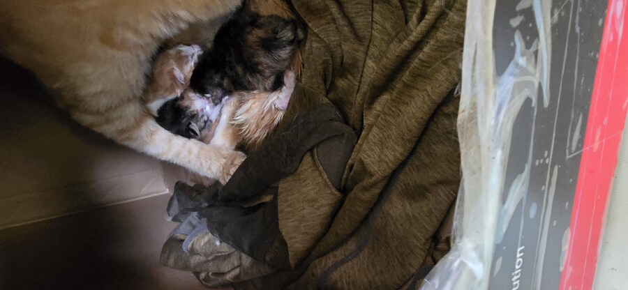 본가에 있는 길(집)냥이 새끼 낳았다네_6.jpg