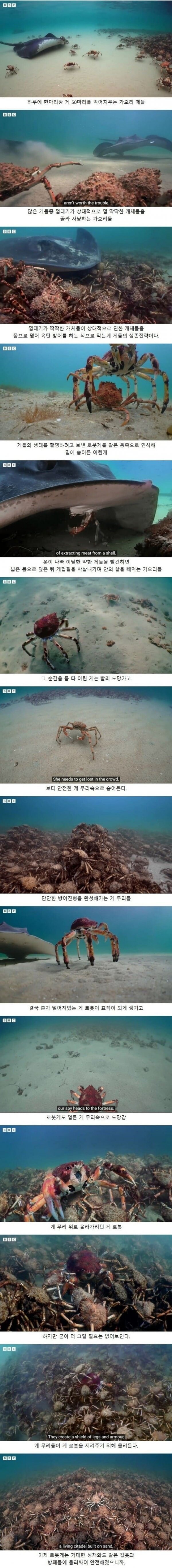 하루에 게 50마리를 먹어치운다는 가오리 떼들.jpg_1.jpg