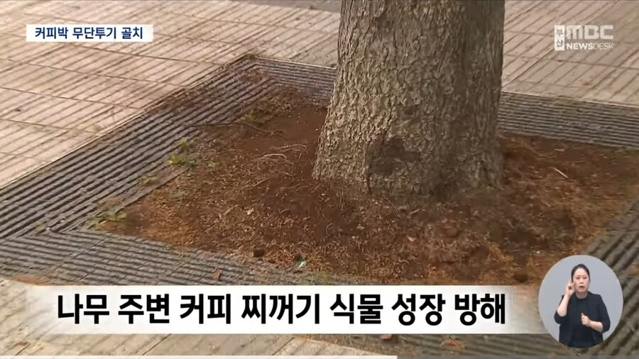 가로수에 버린 커피 찌꺼기..실상은 ′환경 오염′_4.jpg