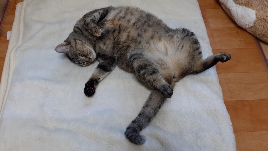 우리집 고양이가 지나치게 귀엽게 생김_15.jpg