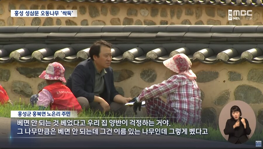 성삼문 오동나무 싹뚝, 홍성군 "역사 몰랐다"_4.png