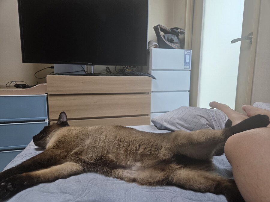 건방진 냥아치 놈 올려봅니다_2.jpg