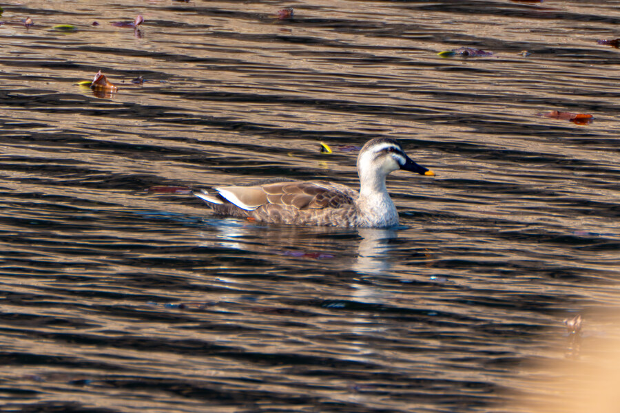 3월달 서서울호수공원 탐조_3.jpg