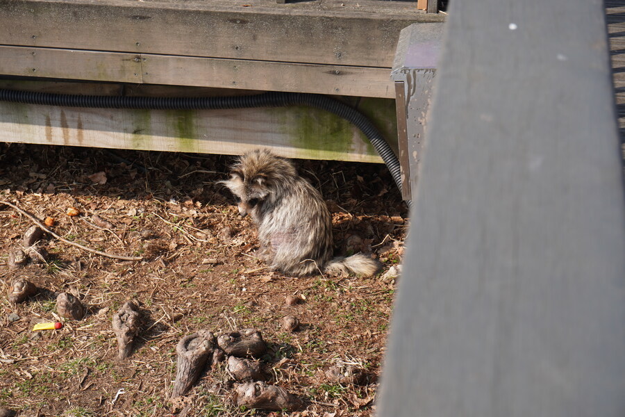 3월달 서서울호수공원 탐조_11.jpg