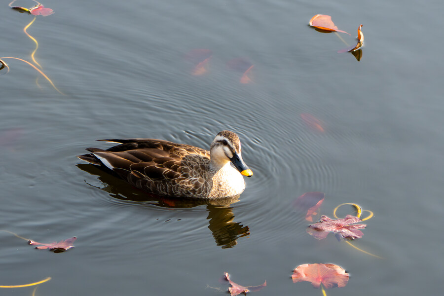 3월달 서서울호수공원 탐조_14.jpg
