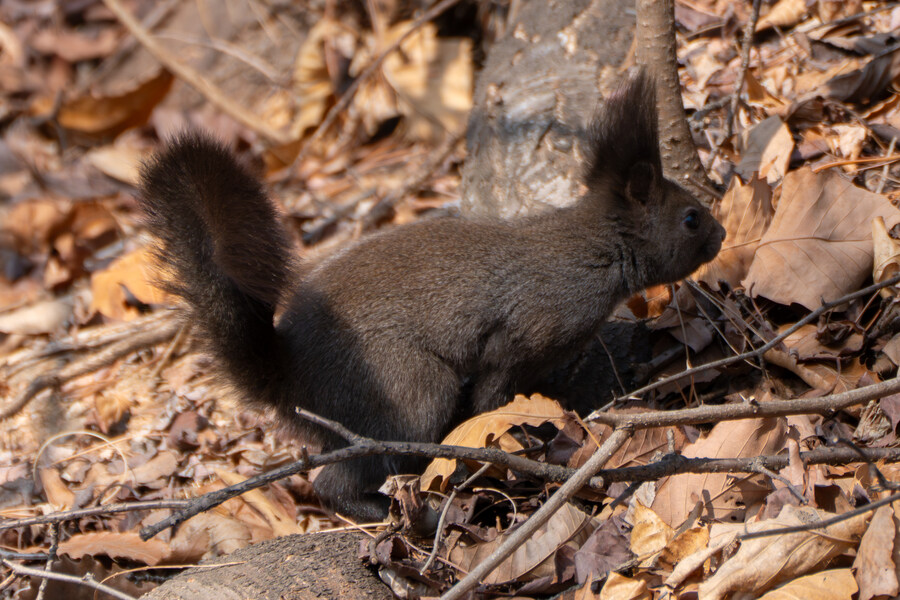 3월달 서서울호수공원 탐조_19.jpg