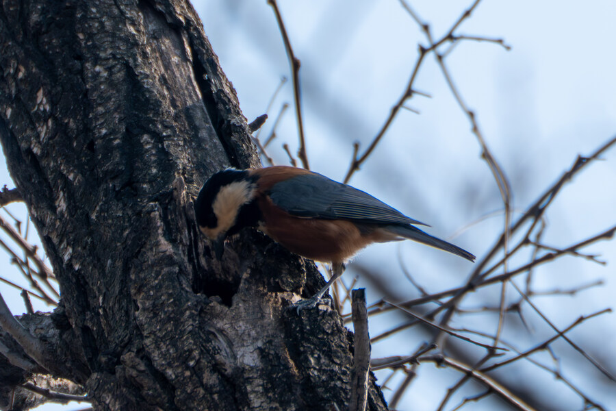 3월달 서서울호수공원 탐조_20.jpg