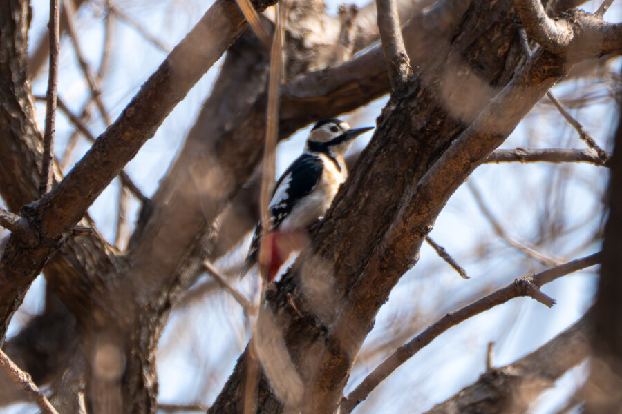 3월달 서서울호수공원 탐조_22.jpg