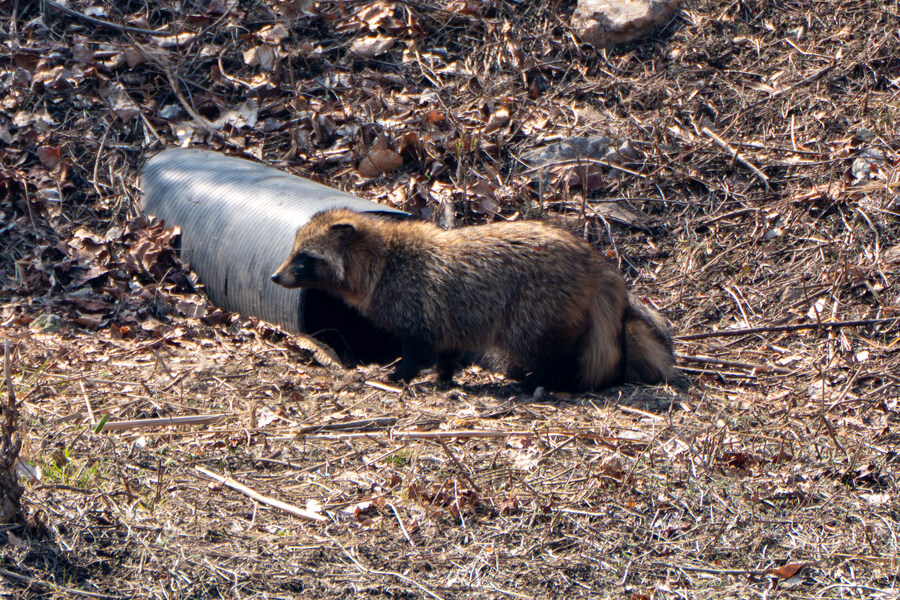 3월달 서서울호수공원 탐조_23.jpg