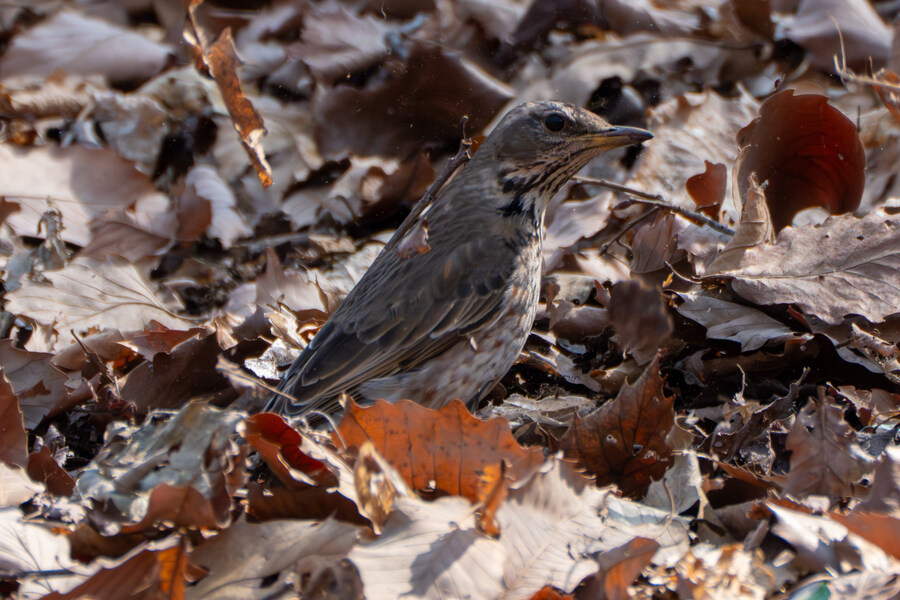 3월달 서서울호수공원 탐조_33.jpg