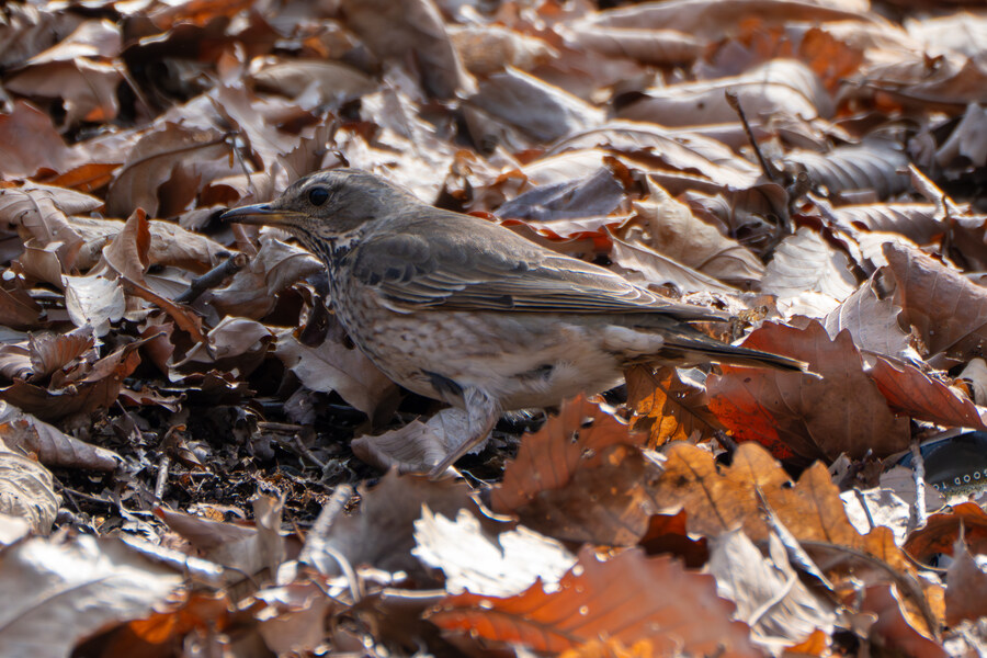 3월달 서서울호수공원 탐조_34.jpg