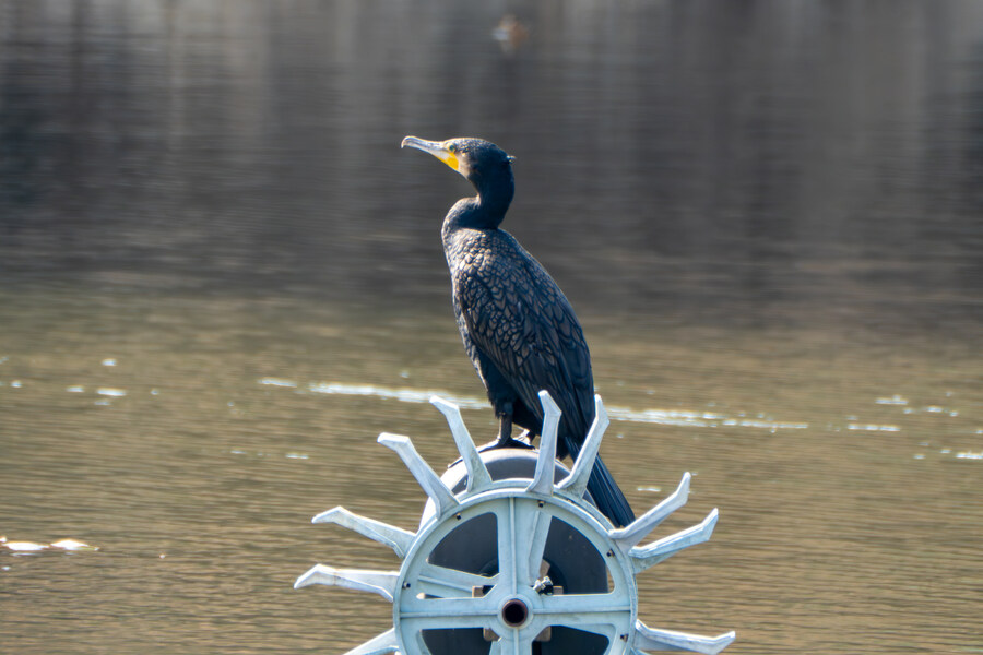 3월달 서서울호수공원 탐조_45.jpg