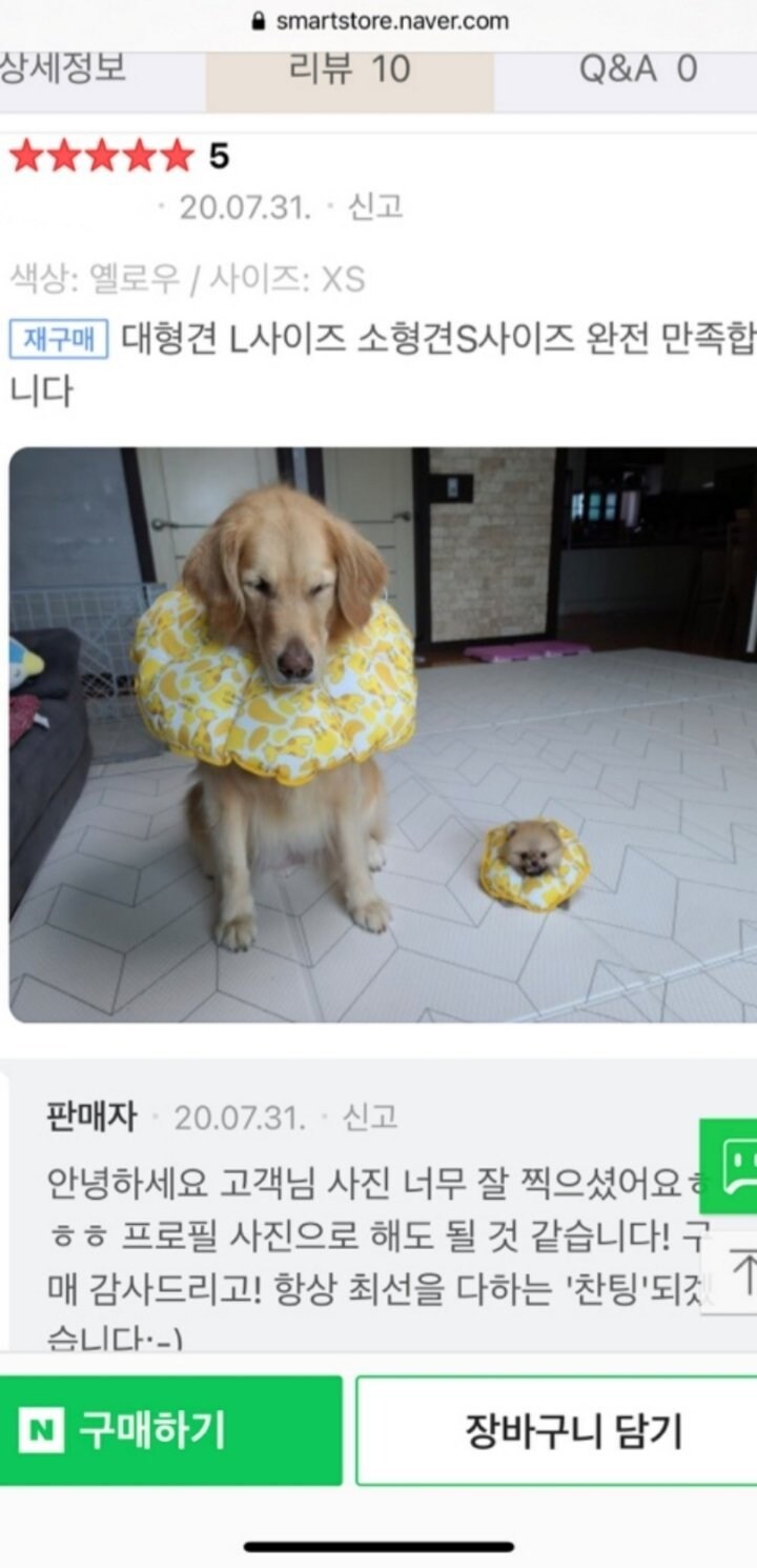 칭찬받은 강아지 목쿠션 리뷰_1.jpg