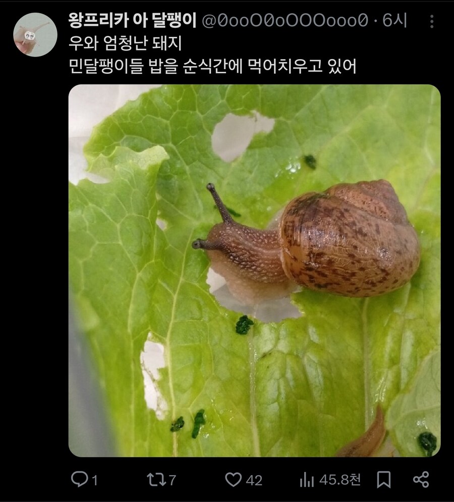 손님에게 귀엽다고 보여드렸더니 먹어버렸어요._2.jpg