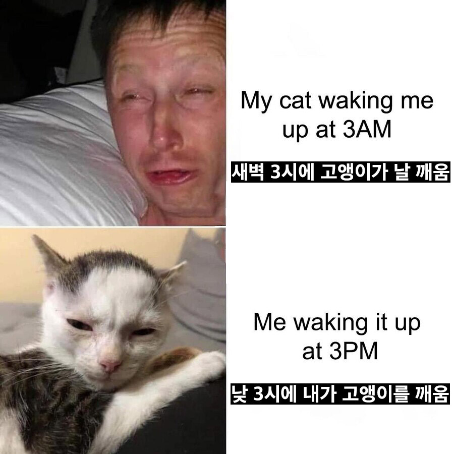 고양이에게 복수한 집사