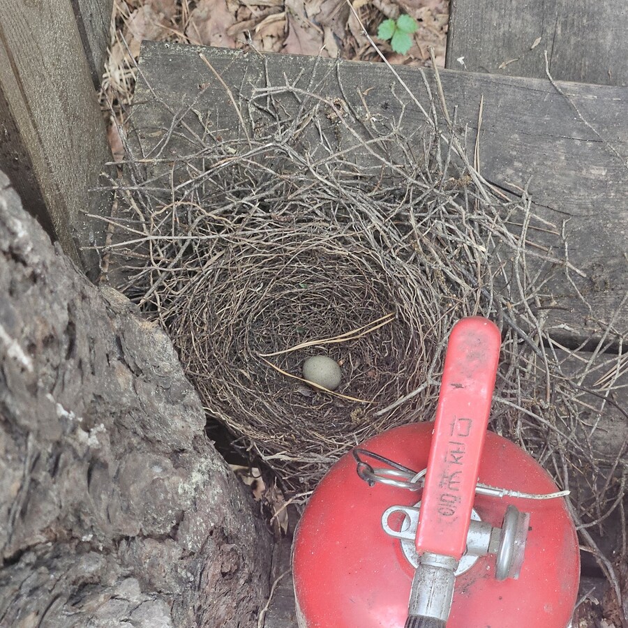 친구 아빠가 만든 트리하우스 ㄷㄷ.jpg_6.jpg