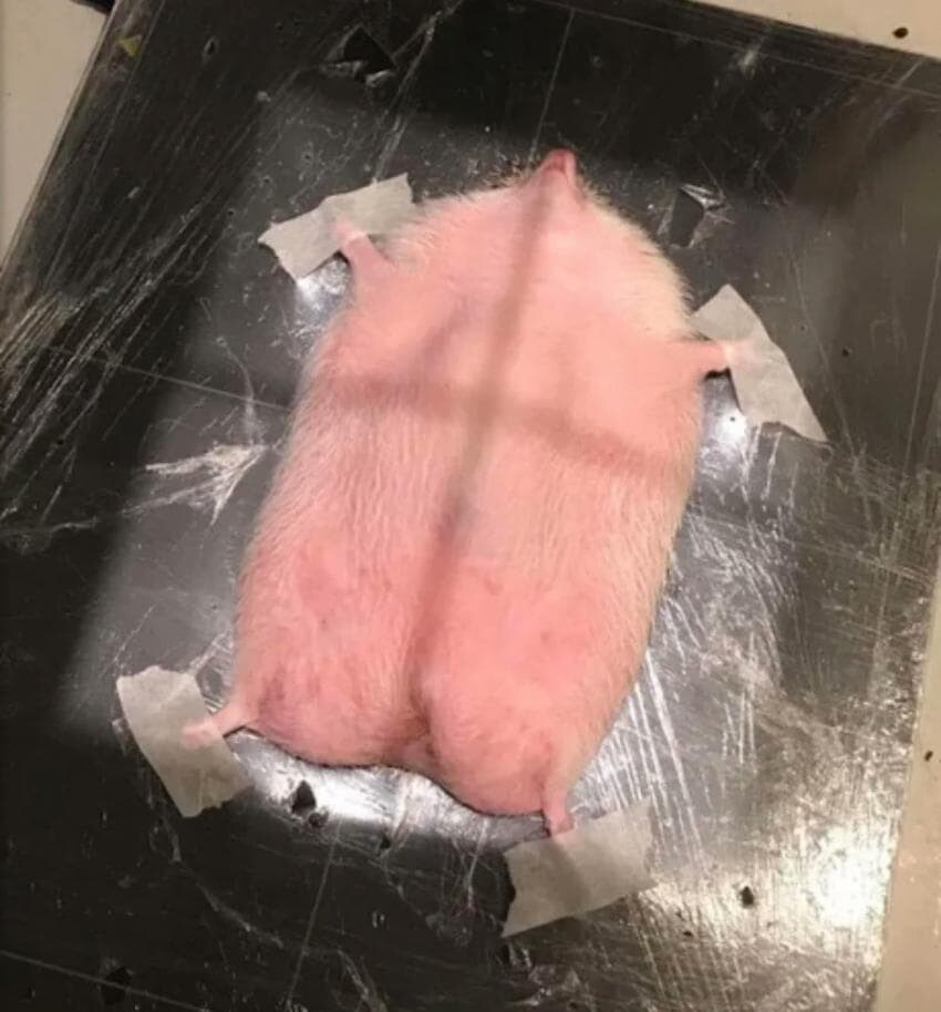 동물들 검사하는 모습_1.jpg