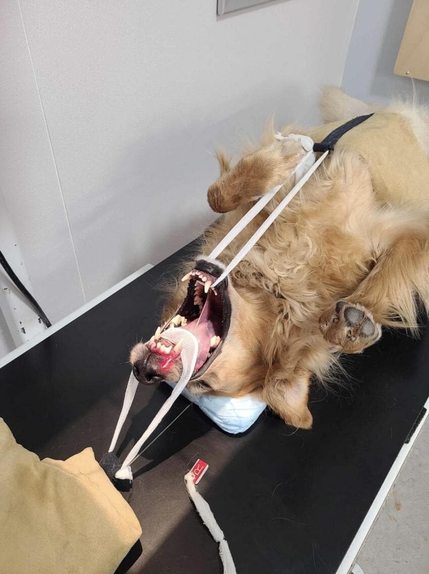 동물들 검사하는 모습_7.jpg