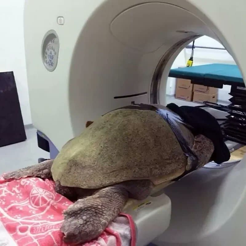 동물들 검사하는 모습_21.jpg