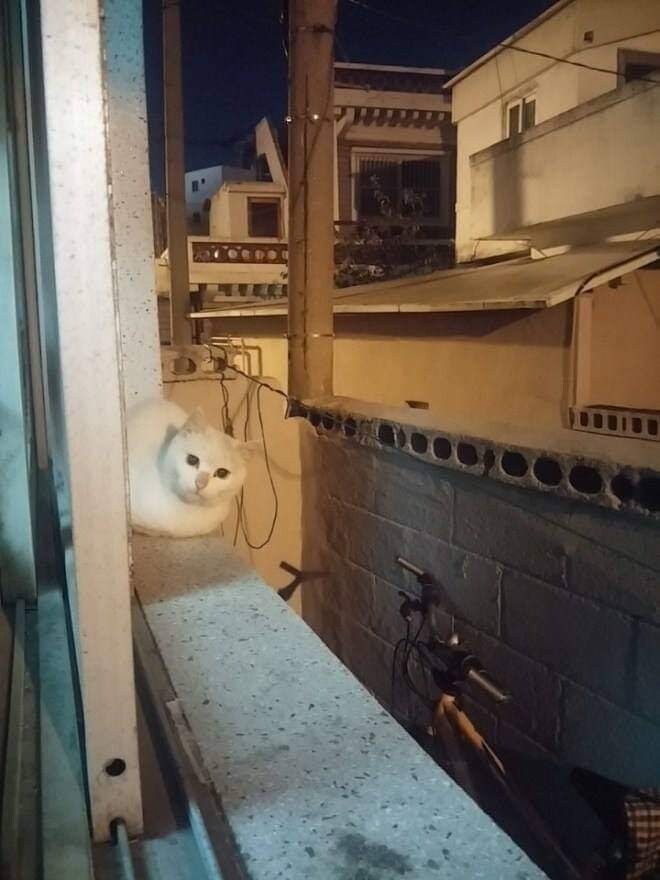 고양이들 사이에서 소문 난 집.jpg_5.jpg