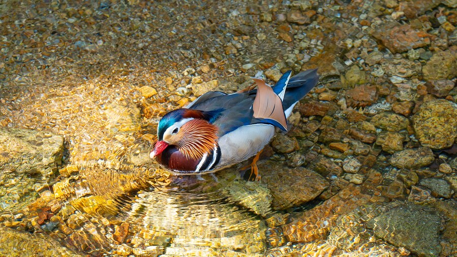 풀프레임 카메라로 찍은 고화질 원앙이 사진 입니다._1.jpg