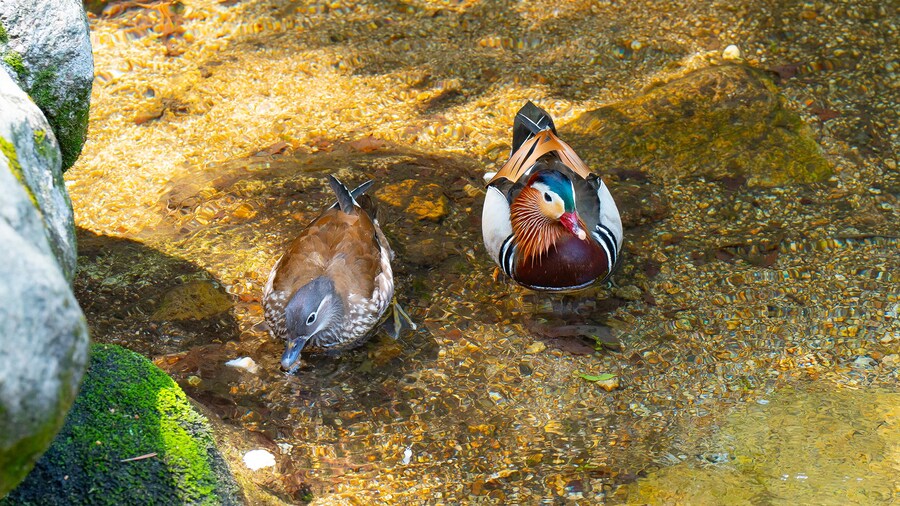 풀프레임 카메라로 찍은 고화질 원앙이 사진 입니다._3.jpg