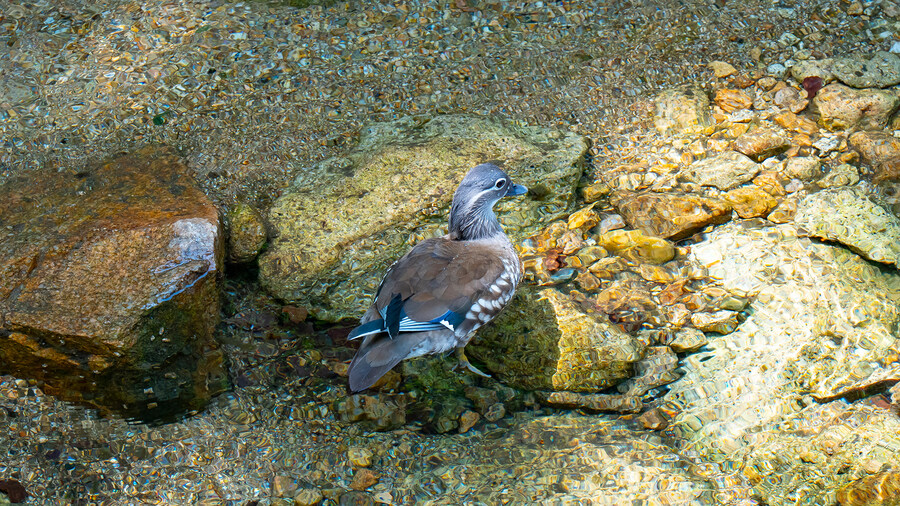 풀프레임 카메라로 찍은 고화질 원앙이 사진 입니다._4.jpg