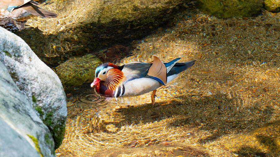 풀프레임 카메라로 찍은 고화질 원앙이 사진 입니다._5.jpg
