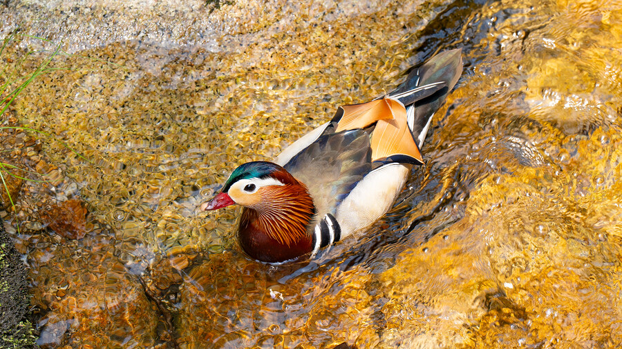 풀프레임 카메라로 찍은 고화질 원앙이 사진 입니다._9.jpg