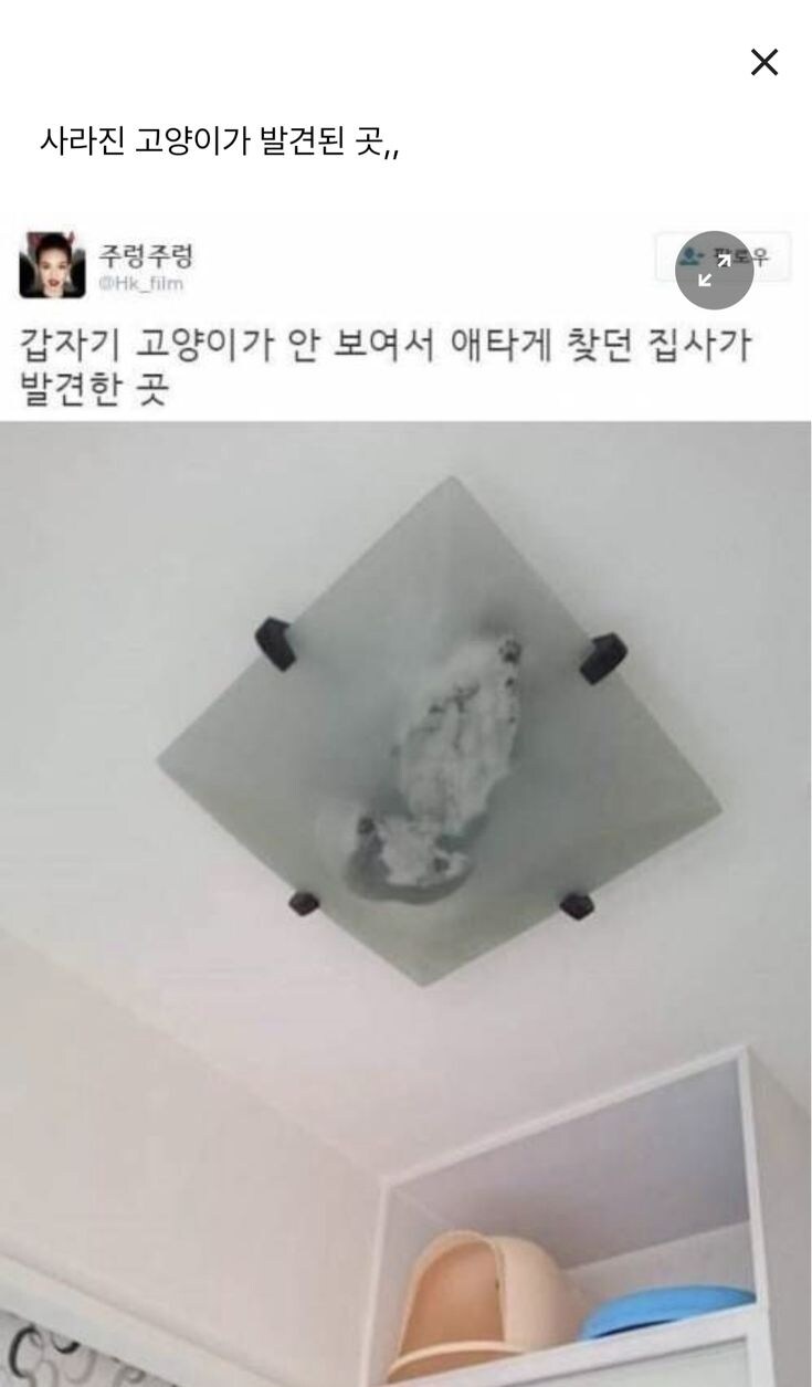 사라졌던 고양이를 발견한 곳.jpg_1.jpg