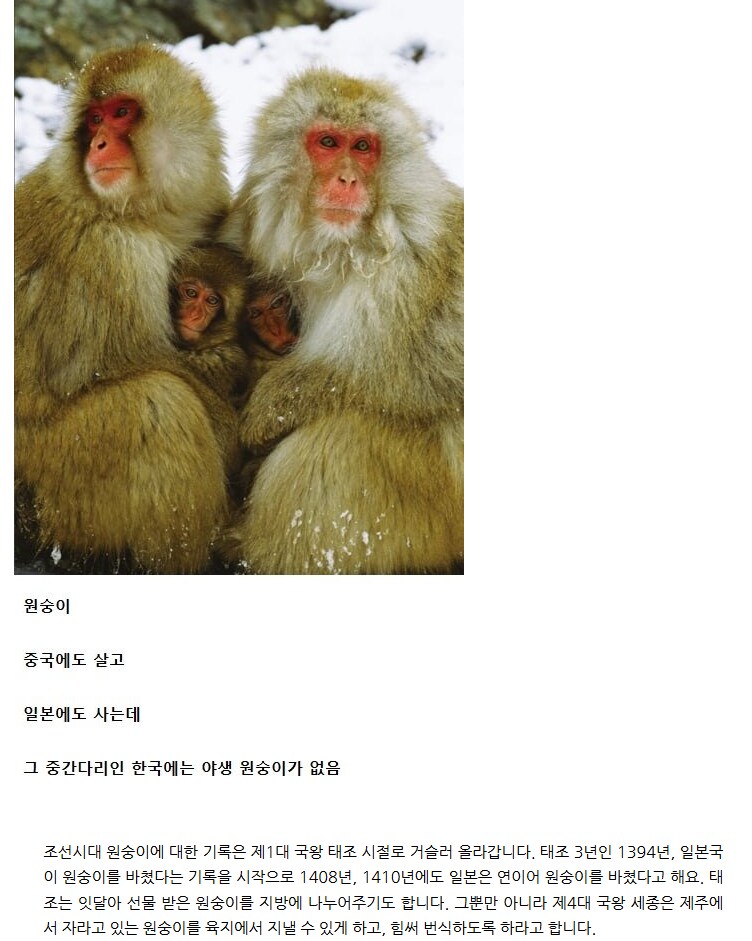 누구나 다 아는 한국에 원숭이가 없는 이유....jpg_1.png