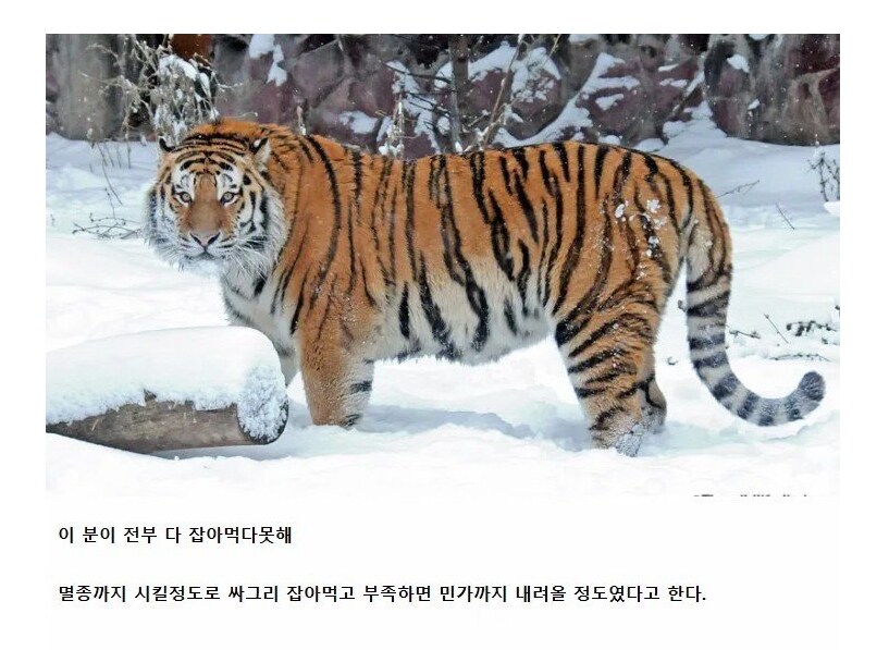 누구나 다 아는 한국에 원숭이가 없는 이유....jpg_3.png
