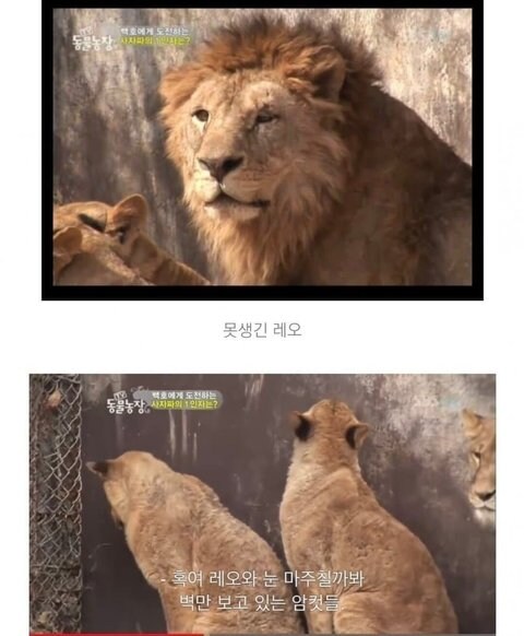 암사자도 숫사자 외모 따지는 동물_1.jpg