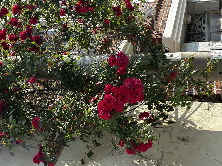 어머니랑 투표 다녀왔다_2.jpg