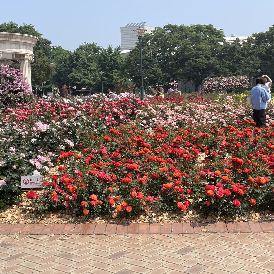 일요일에 다녀온 장미구경_16.jpg