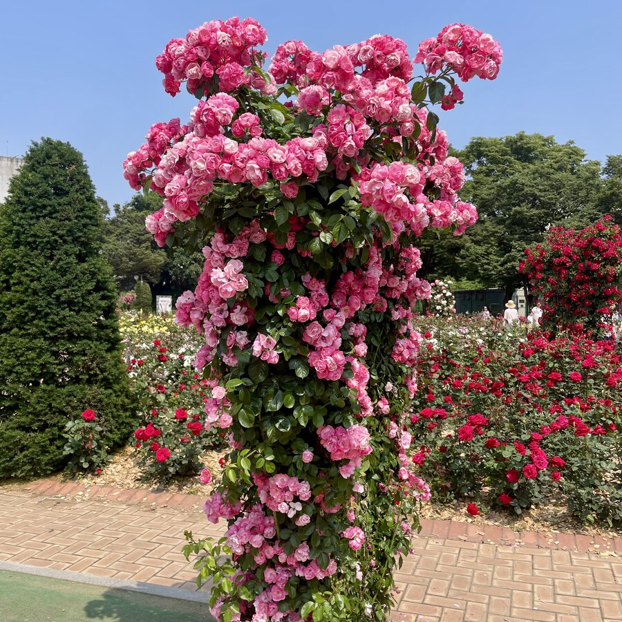 일요일에 다녀온 장미구경_15.jpg