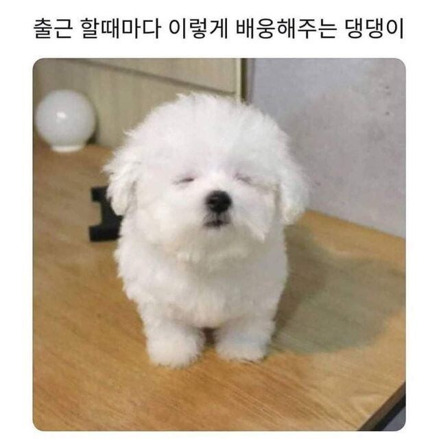출퇴근시 마중해주는 동물들.jpg_1.jpg