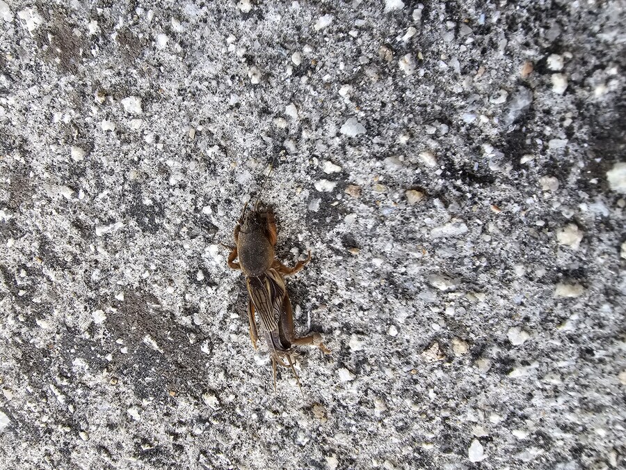 우리집 강아지 보고갈래?_2.jpg