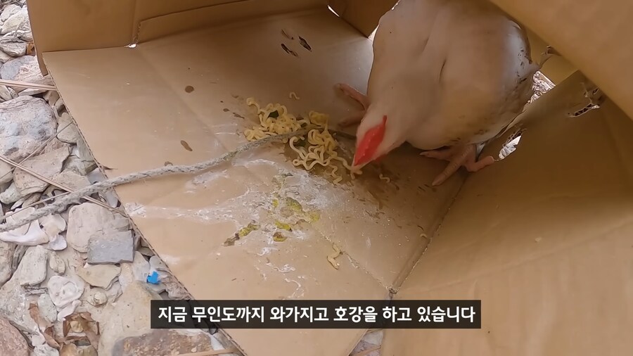 약혐) 무인도에 살아있는 닭 가져가기_19.png