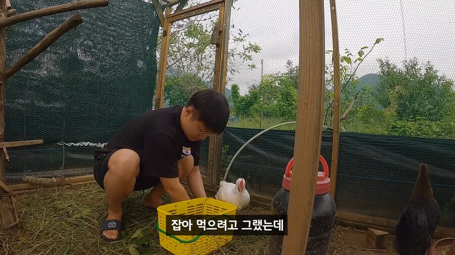 약혐) 무인도에 살아있는 닭 가져가기_23.png