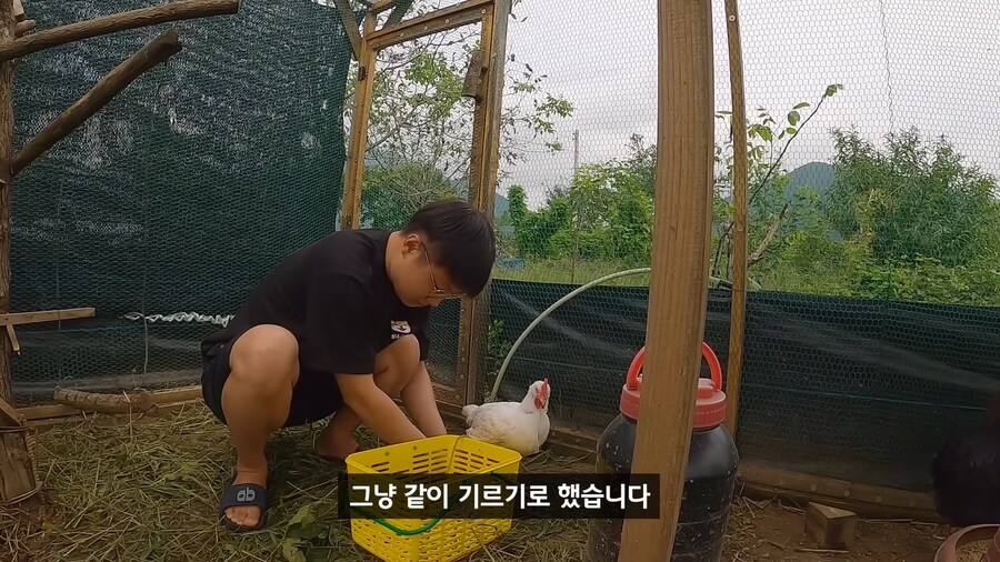 약혐) 무인도에 살아있는 닭 가져가기_25.png