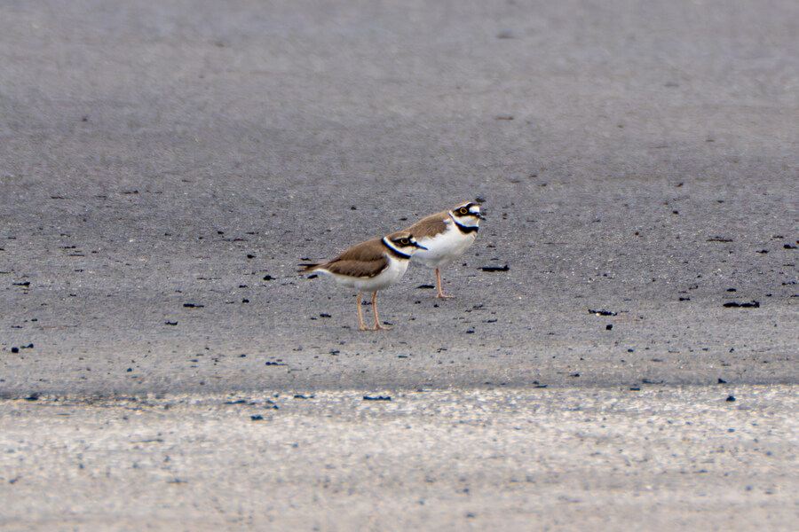 4월, 두번째 영종도 탐조_4.jpg