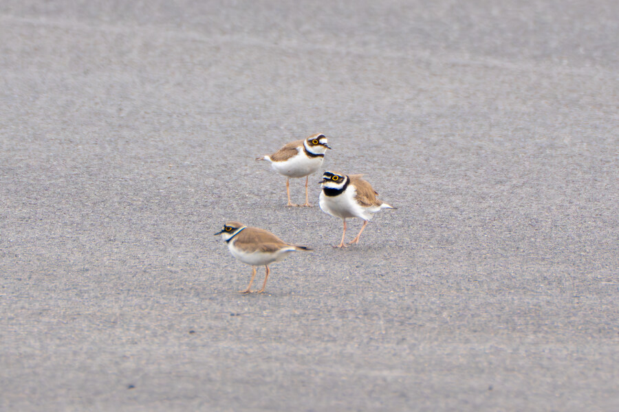 4월, 두번째 영종도 탐조_5.jpg