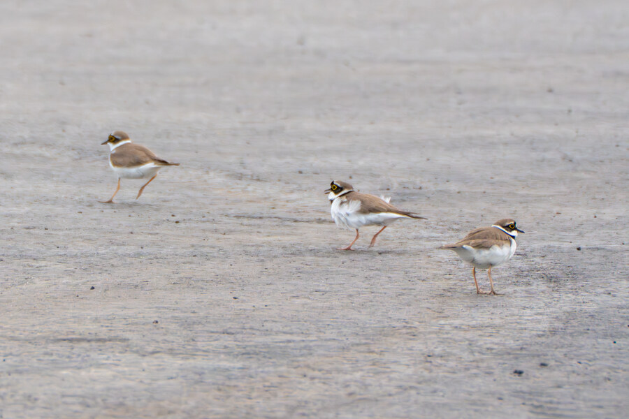 4월, 두번째 영종도 탐조_6.jpg
