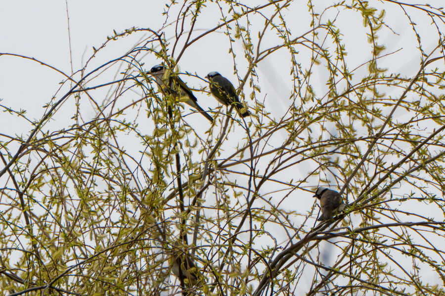 4월, 두번째 영종도 탐조_11.jpg