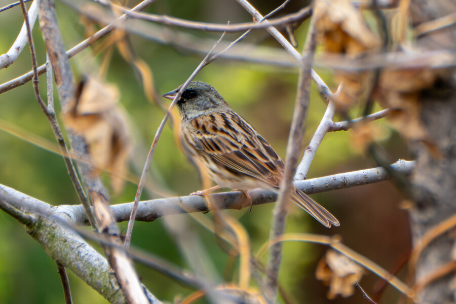 4월, 두번째 영종도 탐조_15.jpg