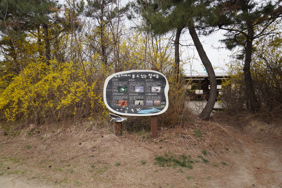 4월, 두번째 영종도 탐조_29.jpg