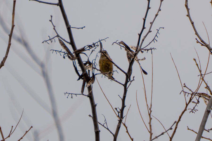 4월, 두번째 영종도 탐조_33.jpg