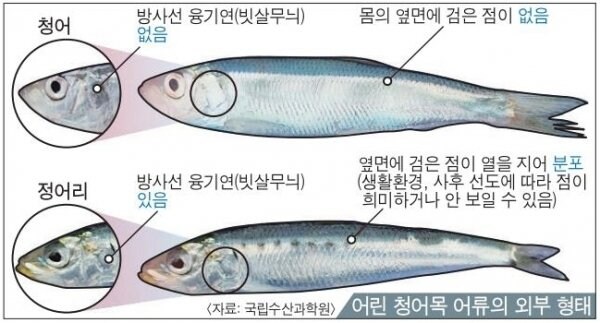 6070년대까지만 해도 한국인의 주식이었던 생선