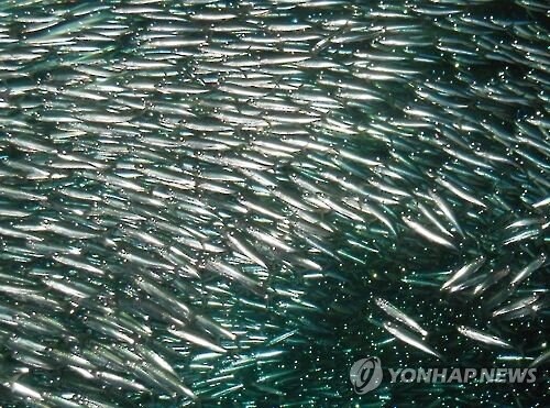 6070년대까지만 해도 한국인의 주식이었던 생선_5.jpg